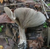 Harmajaea harperi image