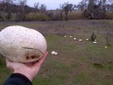Calvatia booniana image