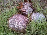 Calvatia booniana image