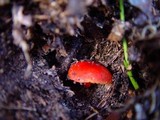 Hygrocybe miniata image