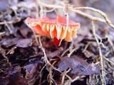 Hygrocybe miniata image