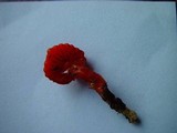 Hygrocybe miniata image