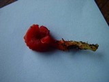 Hygrocybe miniata image
