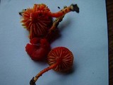Hygrocybe miniata image