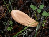 Clavariadelphus occidentalis image