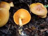 Hygrophoropsis aurantiaca image