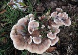 Abortiporus biennis image