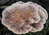 Abortiporus biennis image