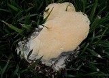 Abortiporus biennis image