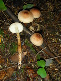 Tricholoma aurantio-olivaceum image