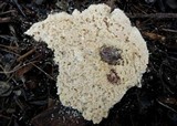 Abortiporus biennis image