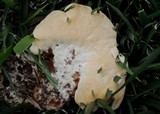 Abortiporus biennis image