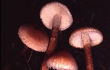 Tricholoma aurantio-olivaceum image