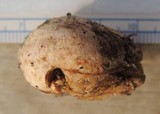 Rhizopogon colossus image
