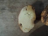 Rhizopogon colossus image