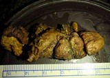 Rhizopogon colossus image