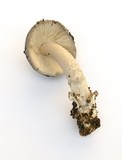 Amanita sect. Vaginatae image
