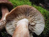 Tricholoma imbricatum image