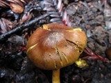 Cortinarius croceus image