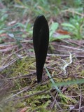 Geoglossum cookeanum image