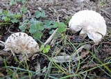 Leucoagaricus barssii image