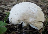 Leucoagaricus barssii image