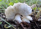 Leucoagaricus barssii image