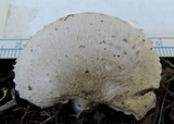 Leucoagaricus barssii image