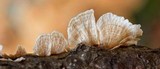 Stereum striatum image
