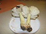 Tricholoma portentosum image