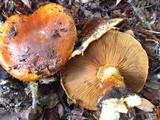 Cortinarius ponderosus image