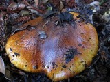 Cortinarius ponderosus image