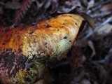 Cortinarius ponderosus image