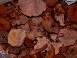 Lactarius fragilis var. rubidus image