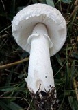Leucoagaricus barssii image