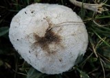 Leucoagaricus barssii image