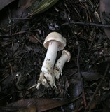 Hygrocybe pratensis var. pallida image