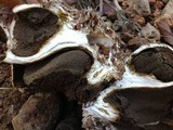 Scleroderma polyrhizum image