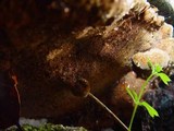 Inonotus cuticularis image
