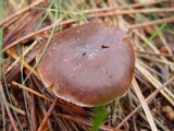 Cortinarius obtusus image