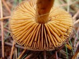 Cortinarius obtusus image