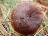Cortinarius obtusus image