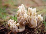 Clavulina rugosa image
