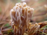 Clavulina rugosa image