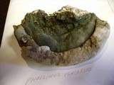 Perenniporia fraxinophila image