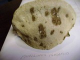 Perenniporia fraxinophila image