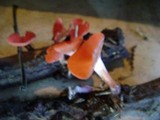Sarcoscypha occidentalis image