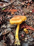 Cortinarius croceus image