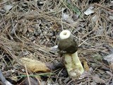Phallus ravenelii image