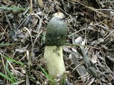 Phallus ravenelii image